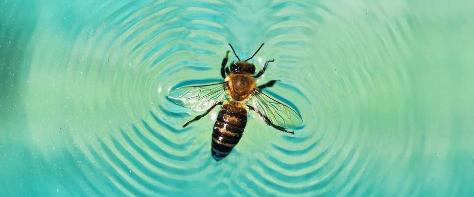 The Bee Raft